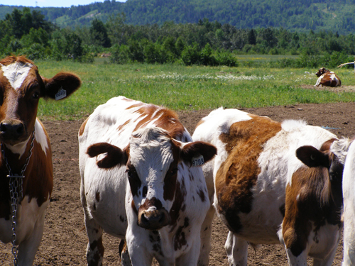 viste de ferme