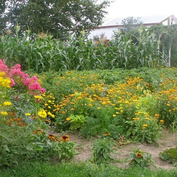 Potager fleuri