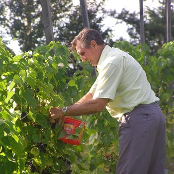 Notre père fondateur à la cueillette de nos petits fruits