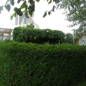 Haie de cèdres