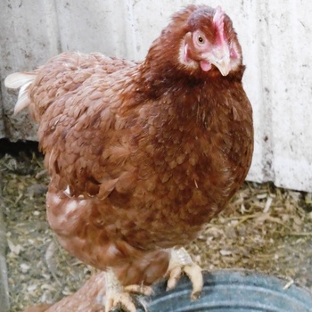 Poule