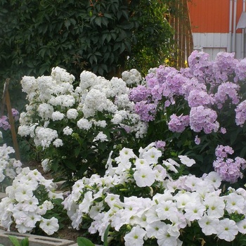 Duo charmant, phlox odorants et pétunias